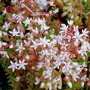 Sedum album 'Coral Carpet' bloemen